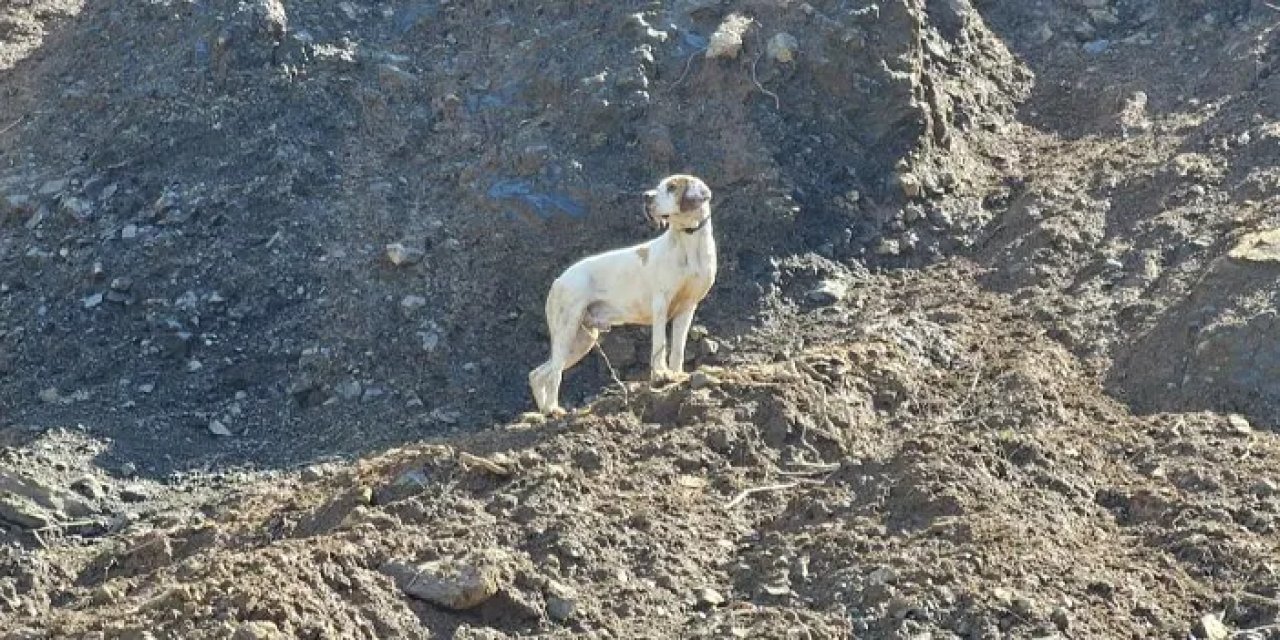 Artvin’de görme engelli köpeğin imdadına koşuldu!