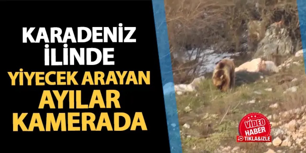 Gümüşhane'de yiyecek arayan ayılar kamerada