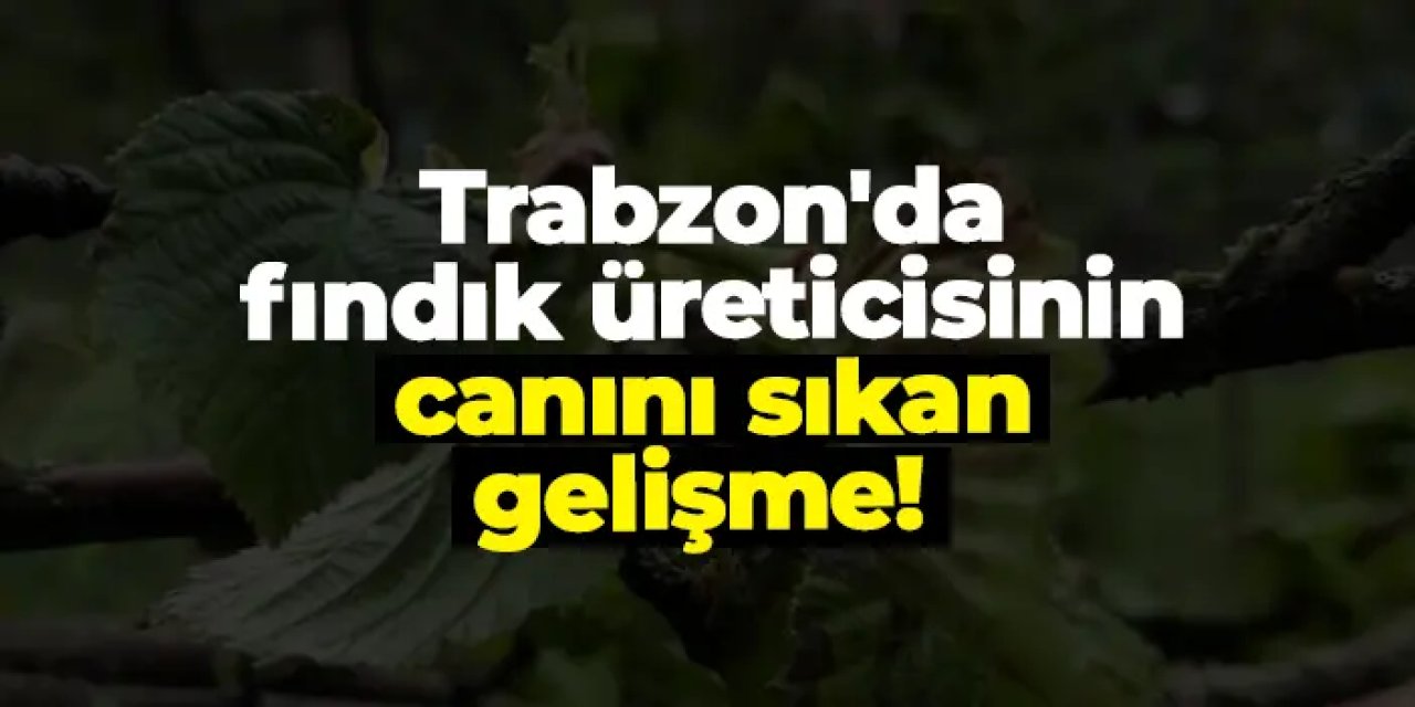 Trabzon'da fındık üreticisinin canını sıkan gelişme! Başkan üzen tabloyu açıkladı