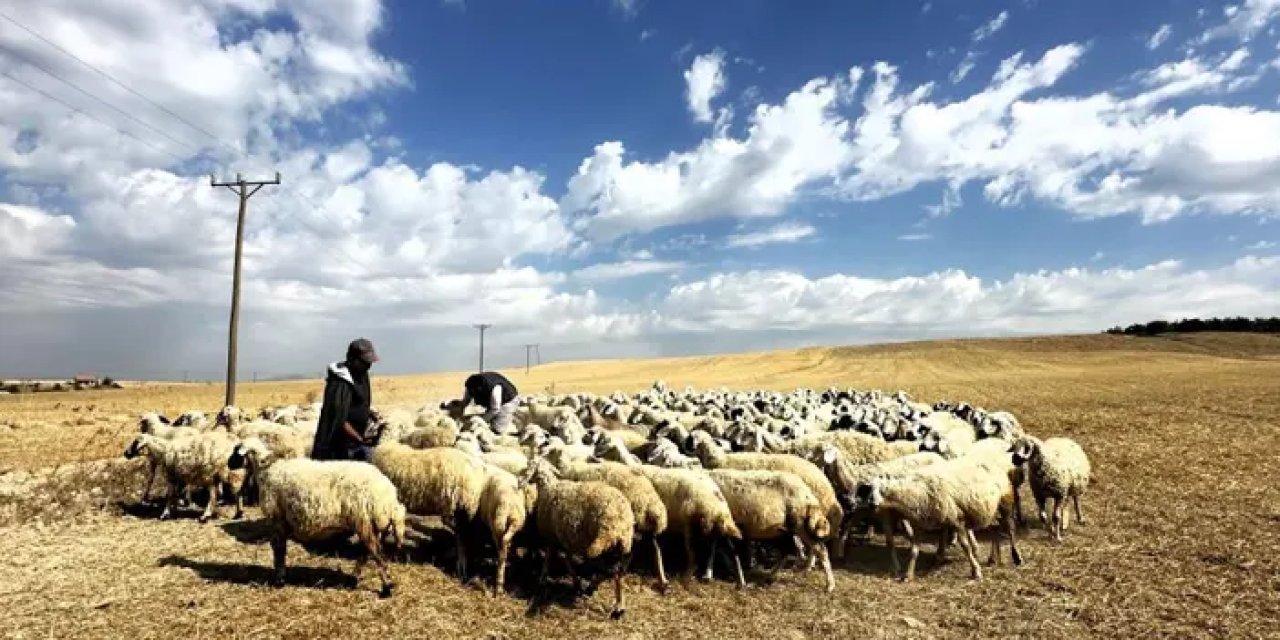 Bahar geldi: Bayburt'ta koyunlar yola koyuldu