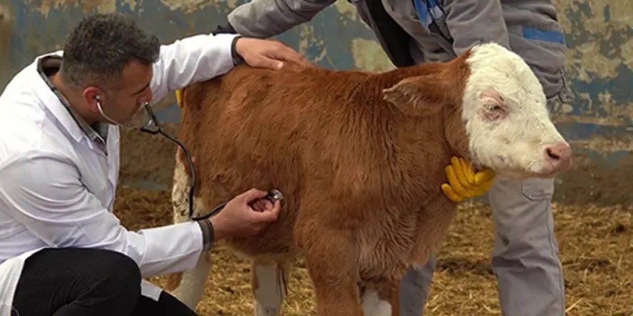 Trabzon'da şap alarmı! Düzköy'de hayvan alım satımı durduruldu