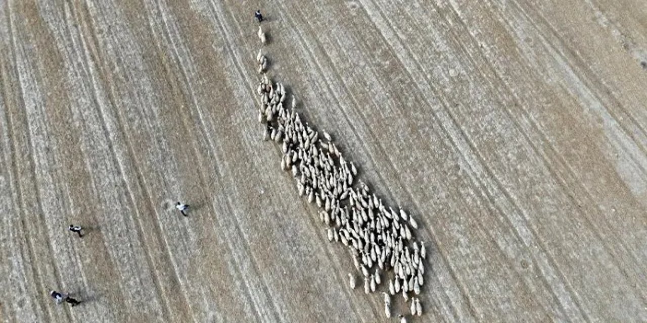 Bayburt’ta yayla göçü başladı: Sürüler dağlara yürüdü