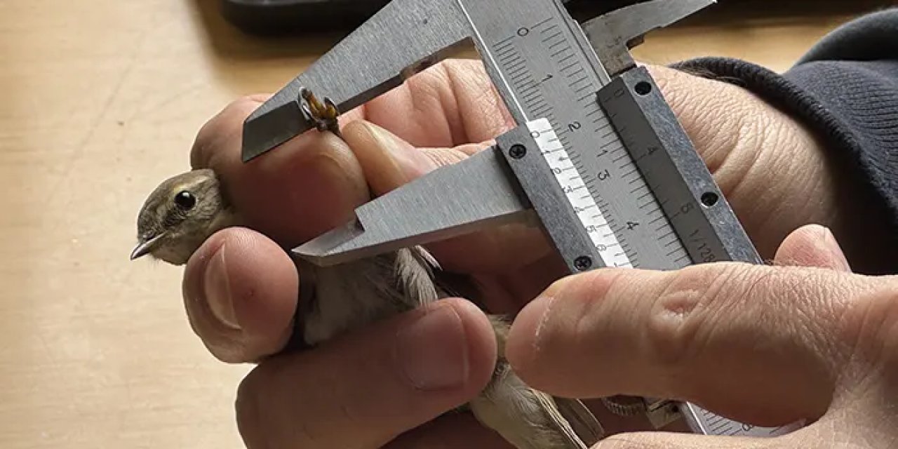 Samsun'da uzman isim açıkladı! Küresel ısınma kuşların göç hareketlerini de etkiledi