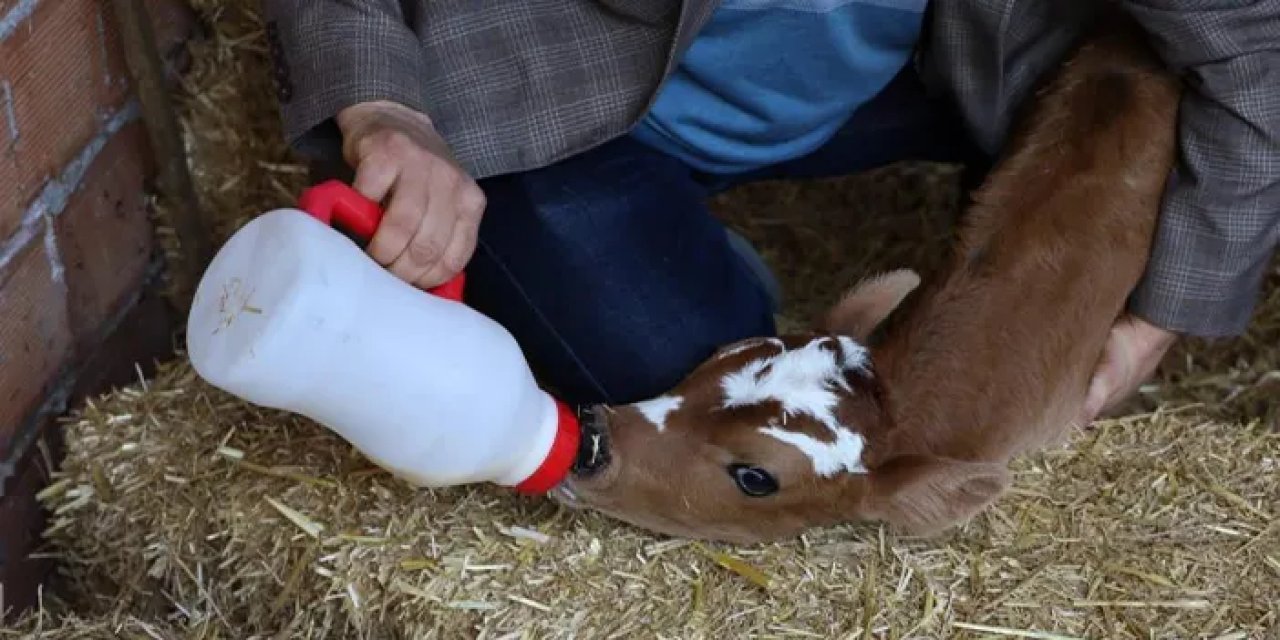 Samsun'da ön ayaksız doğan buzağı şaşkınlık yarattı!