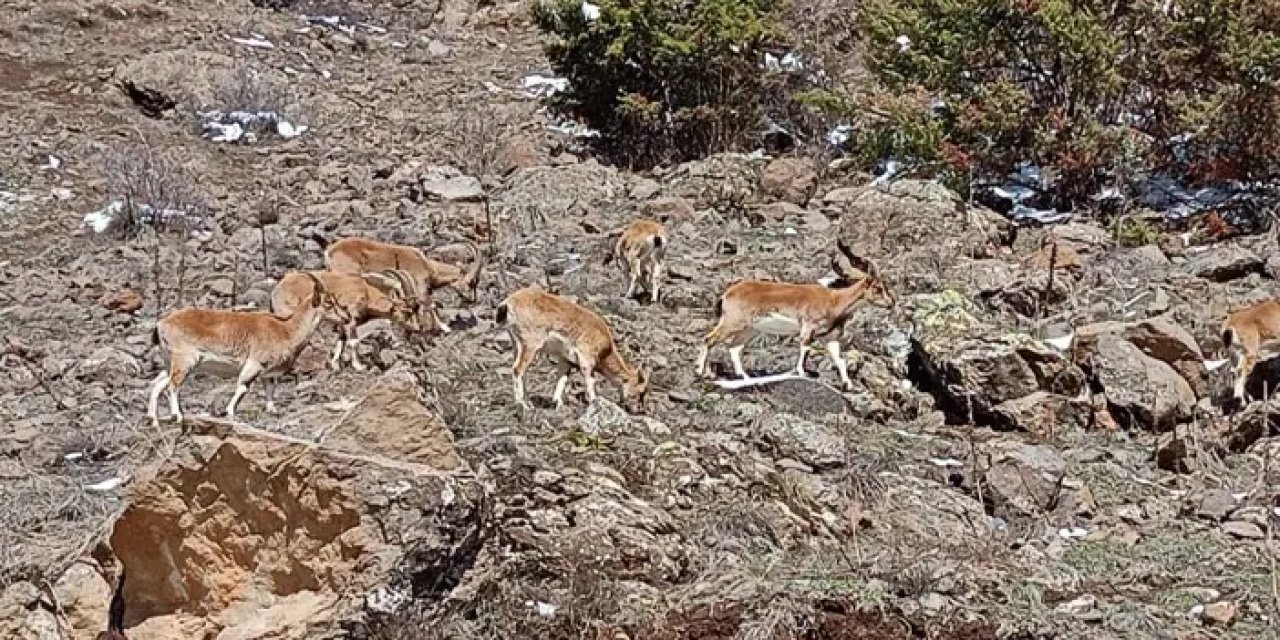 Bayburt’ta dağ keçileri sürü halinde görüntülendi!
