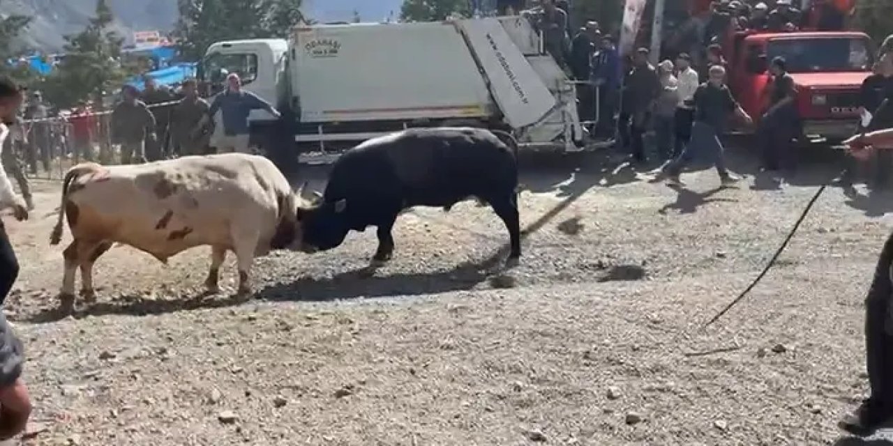 Artvin’de boğaların güreşi arena dışına taştı!