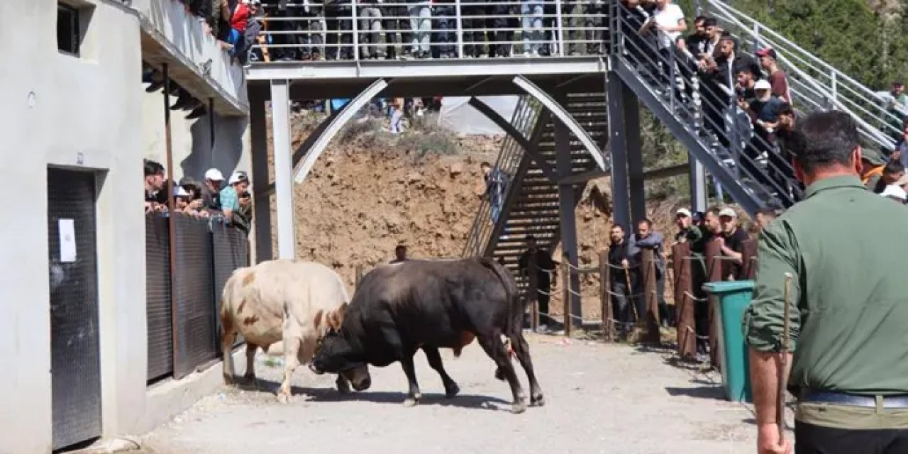 Artvin’de Kral ve Ateş arenaya sığmadı!