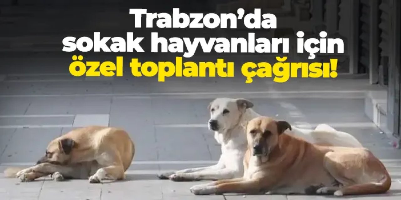 Trabzon’da sokak hayvanları için özel toplantı çağrısı