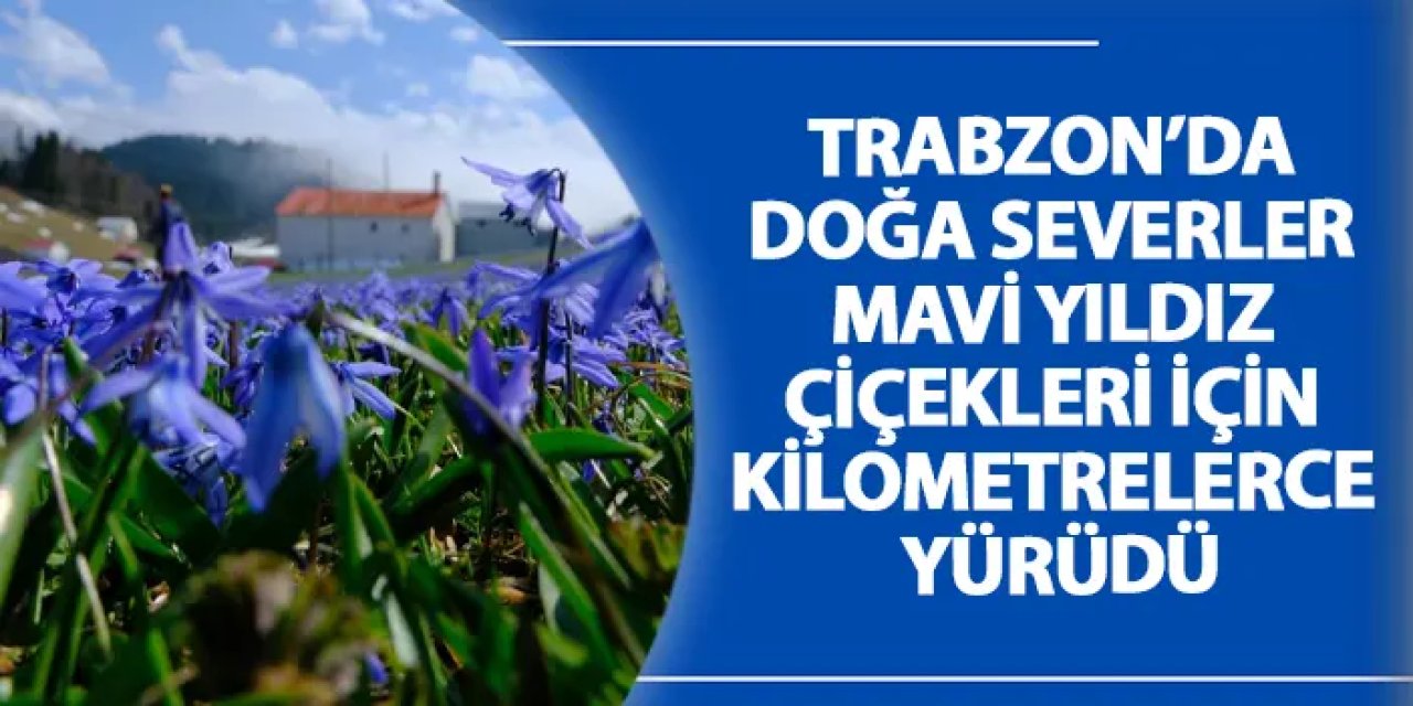 Trabzon’da doğa severler Mavi Yıldız çiçekleri için kilometrelerce yürüdü