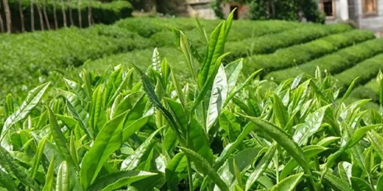 CHP Rize Milletvekili Tahsin Ocaklı: Yaş çay için olması gereken alım fiyatı..."