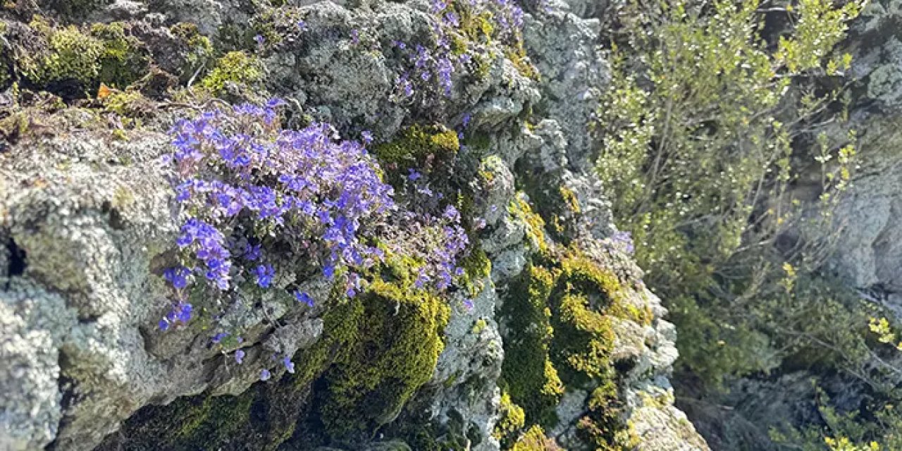 Yılın 2 ayı kayalıklarda açıyor! "Artvin Mavişi" kendini gösterdi