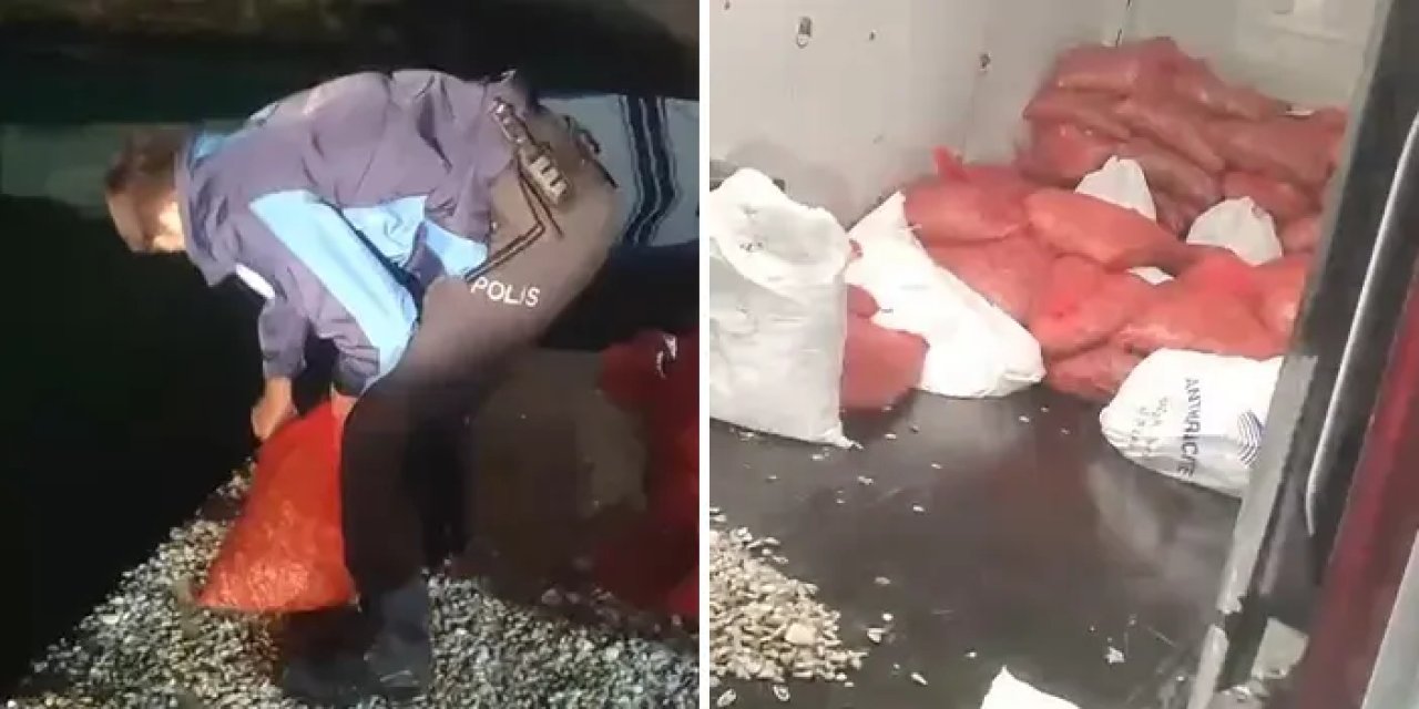 Samsun’da kaçak midye operasyonu! 1 ton 300 kilo midye denize bırakıldı