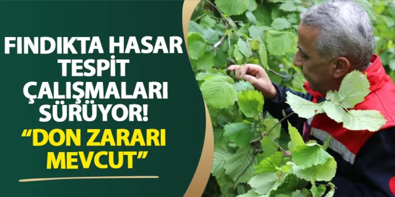 Samsun’da fındıkta hasar tespit çalışmaları sürüyor! “Don zararı mevcut”