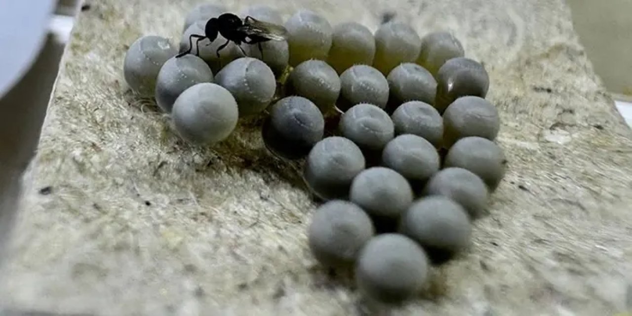 Giresun’da kahverengi kokarcaya karşı biyolojik mücadele: 220 bini aşkın samuray arısı üretildi