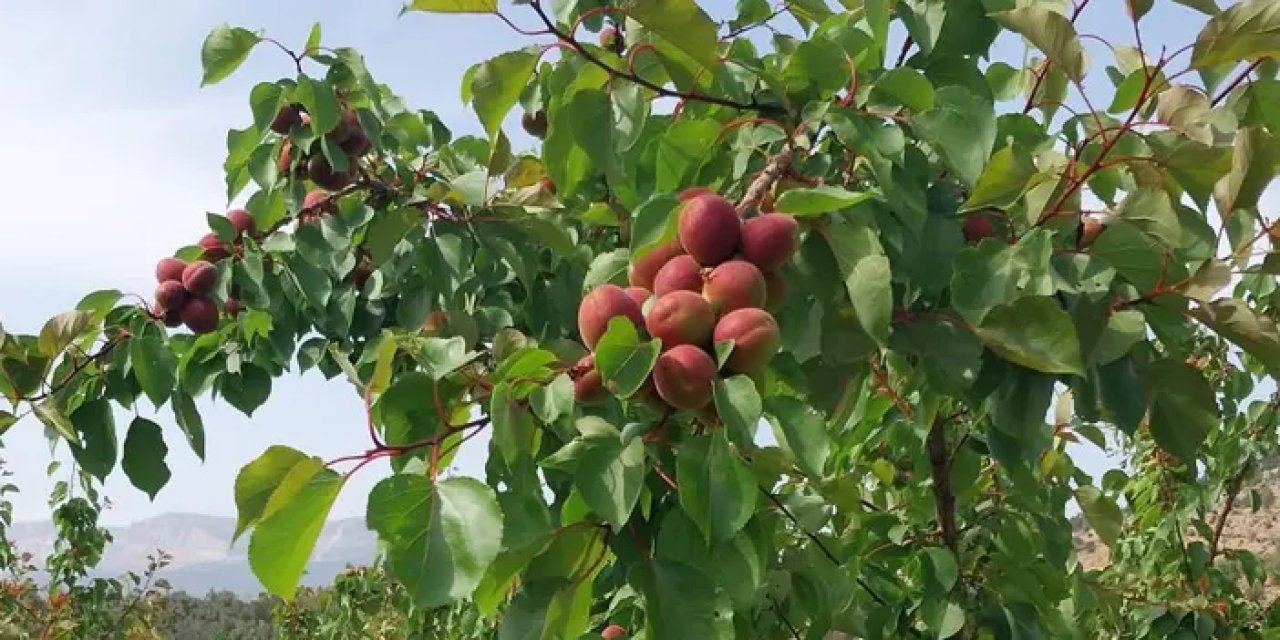 Kayısıda ilk hasat yapıldı! Fiyatı ne kadar?