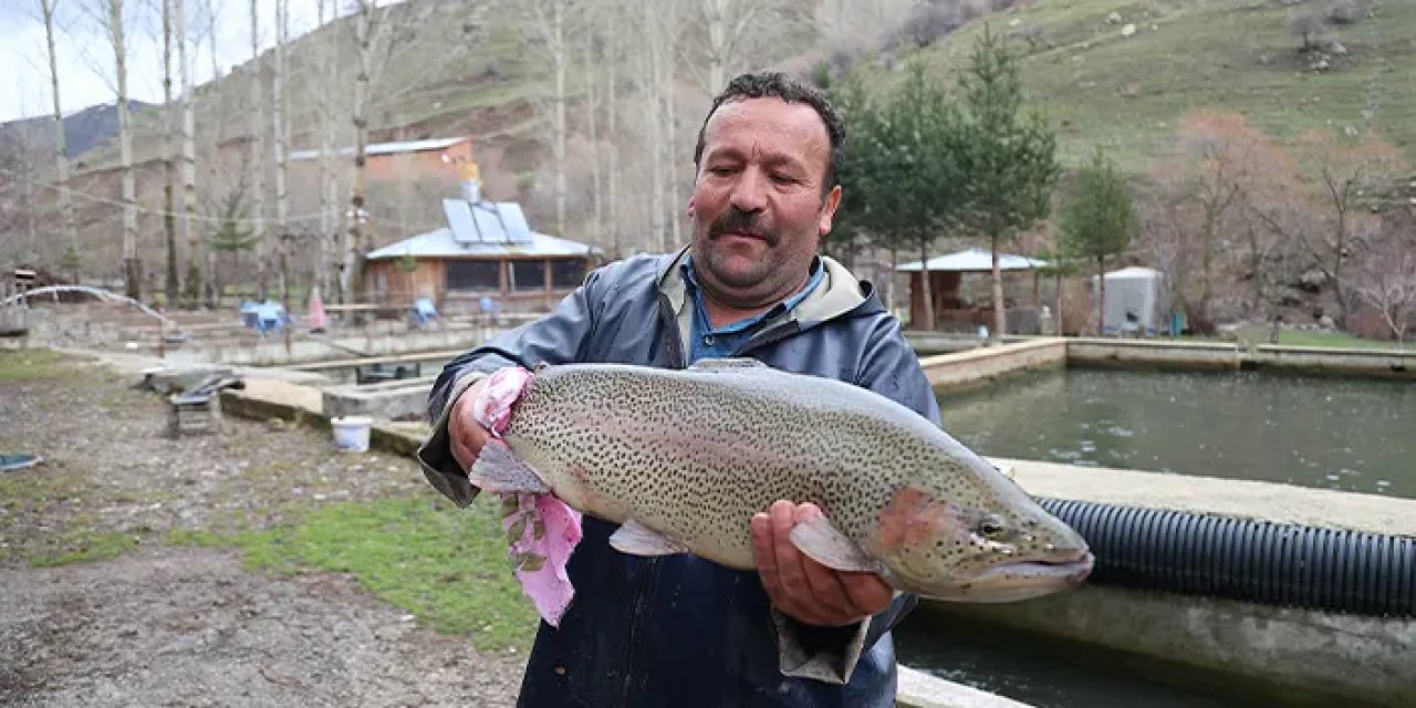 Bayburt'ta alabalıklarda sağım başladı