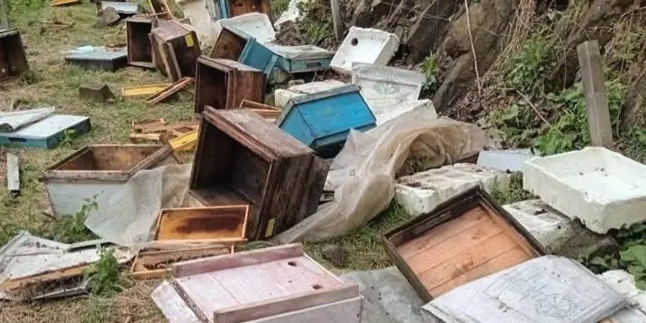 Giresun’da ayılar arıcılara zor günler yaşatıyor