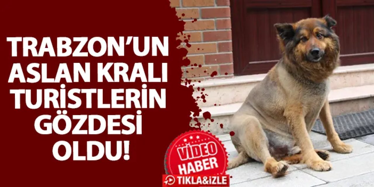 Trabzon’un Aslan Kralı turistlerin gözdesi oldu!