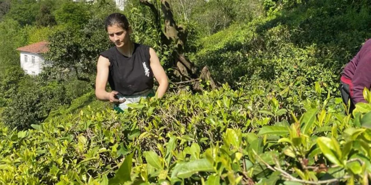 Artvinli ailenin 3 kızından büyük başarı!