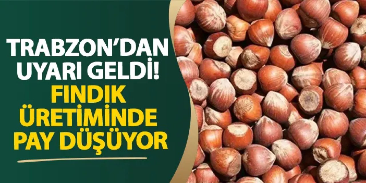Trabzon’dan uyarı geldi! Fındık üretiminde pay düşüyor