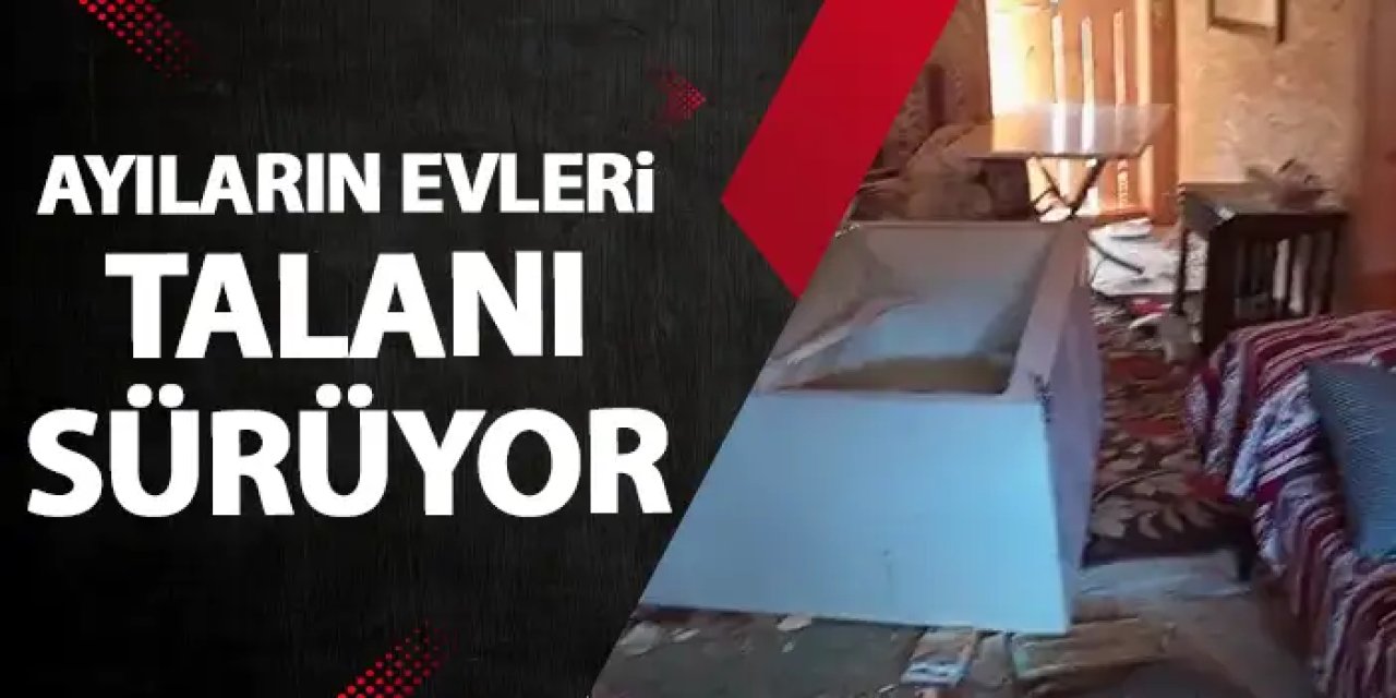 Doğu Karadeniz'de ayıların evleri talanı sürüyor!