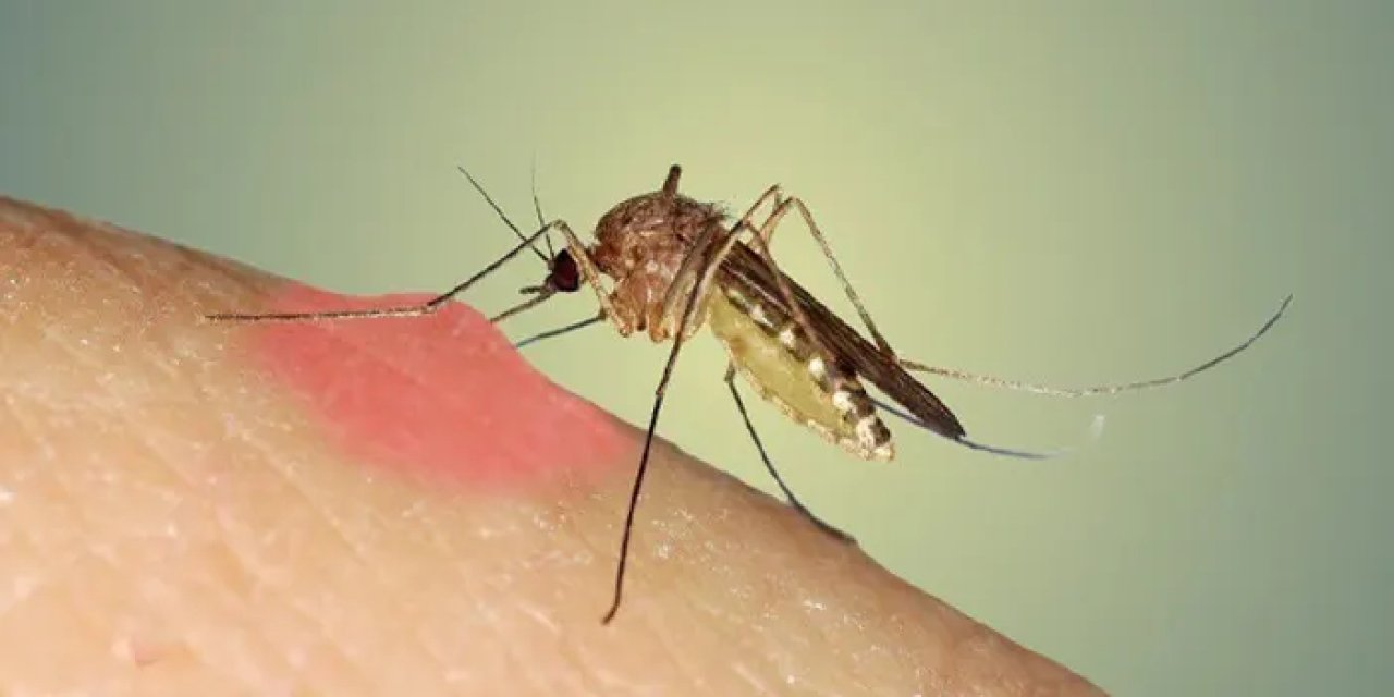 Uzman isimden tedirgin eden sözler! "Sivrisinek ısırığı ölüme getirebilir"