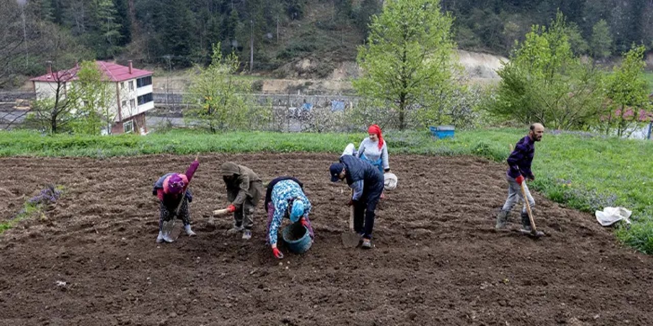 Trabzon'da çiftçiler patates ekim mesaisinde sona geldi