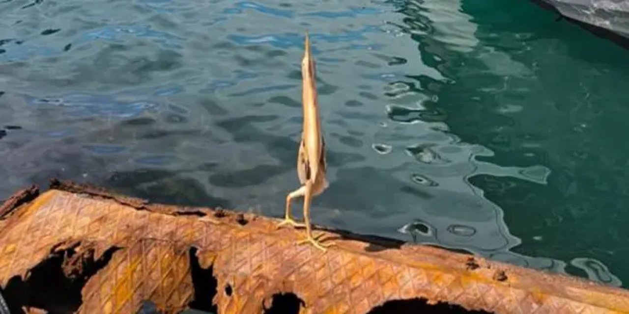 Trabzonlu balıkçı ilk kez gördü! Şaşkınlığını gizleyemedi: "Bu nasıl bir şey böyle"