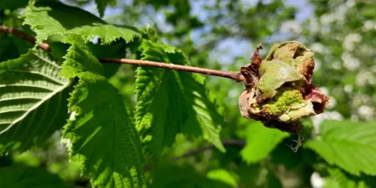 Fındıkta kozalak akarı uyarısı: En uygun zaman açıklandı!