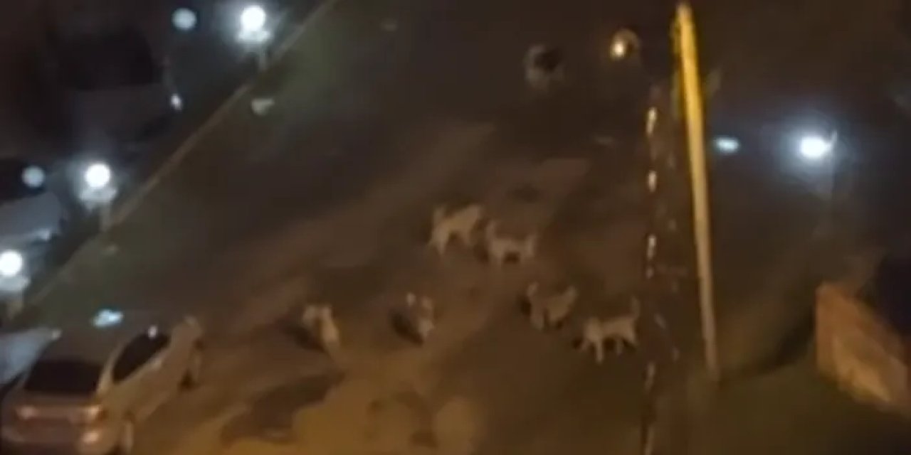 Samsun'da sürü halinde gezen sahipsiz köpekler toplandı