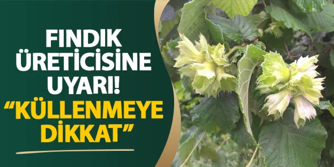 Samsun’dan fındık üreticisine uyarı! “Küllenmeye dikkat”
