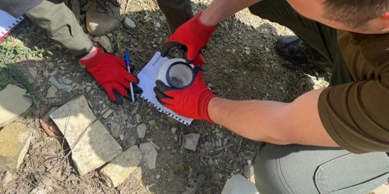 Samsun’da çam kabuk böceği ile mücadele ediliyor!