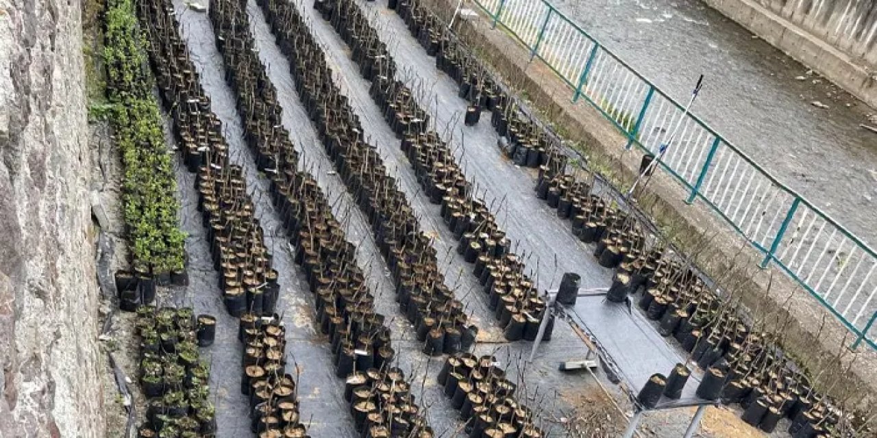 Yomra Elması Trabzon'da 18 ilçeye yayılacak! Vatandaşlara ücretiz olarak dağıtılıyor