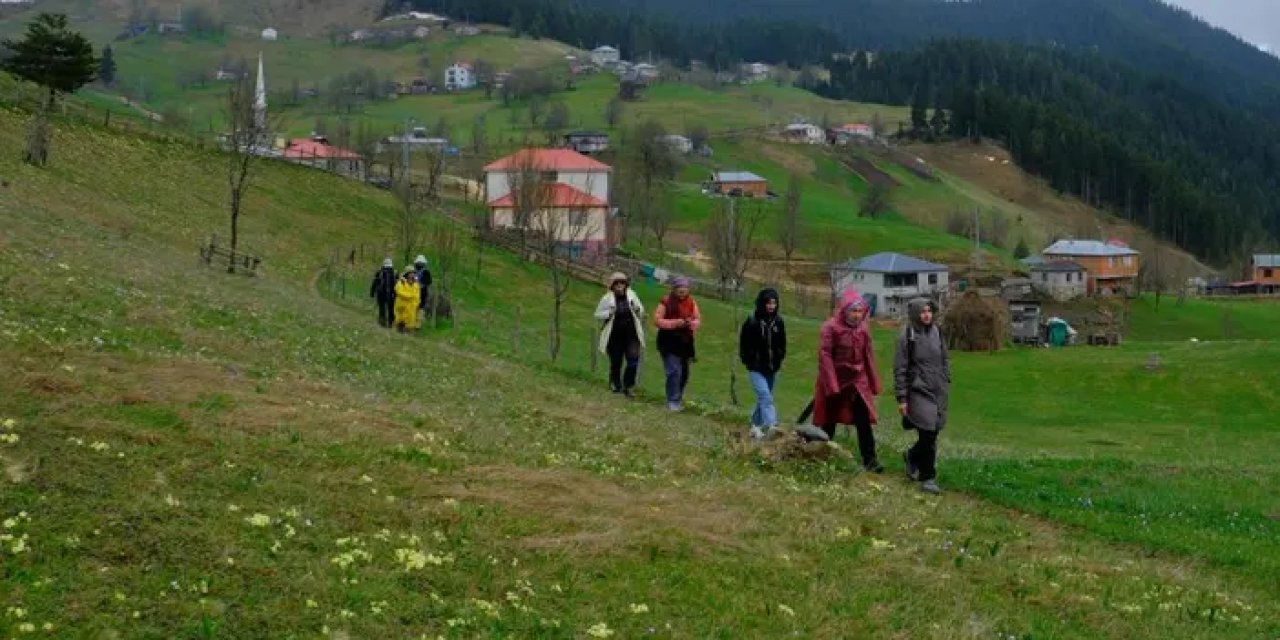 Gümüşhane’nin mor sümbül cenneti Damlı Köyü’ne yoğun ilgi