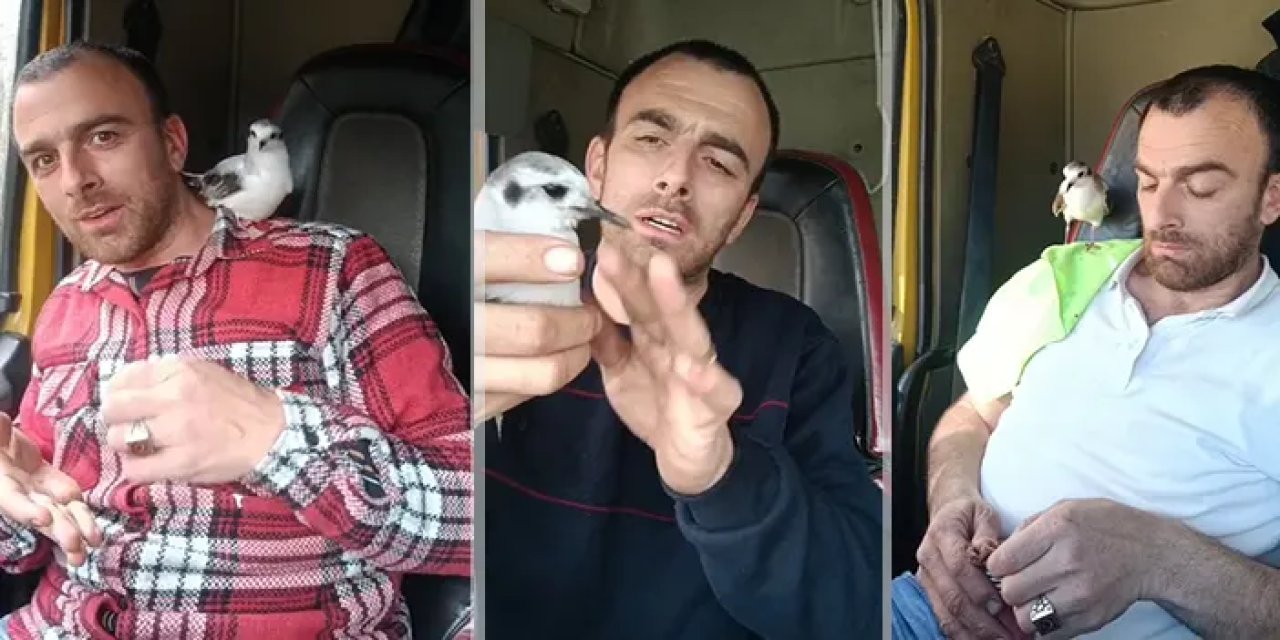 Rize’de martı ile sıra dışı dostluk: “Toprak” sosyal medyada gönülleri fethetti