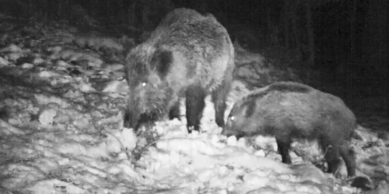 Samsun’da yaban avı geliri yükseldi!