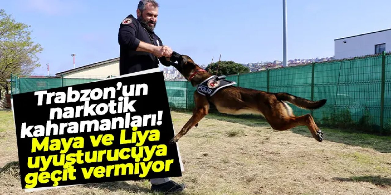 Trabzon’un narkotik kahramanları: Dedektör köpekler Maya ve Liya uyuşturucuya geçit vermiyor