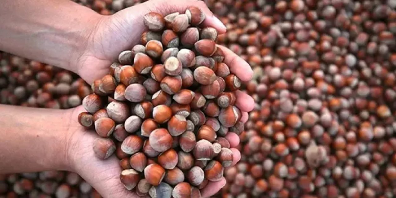 Trabzon'da fındık fiyatları uçuyor! Kaç lira oldu?