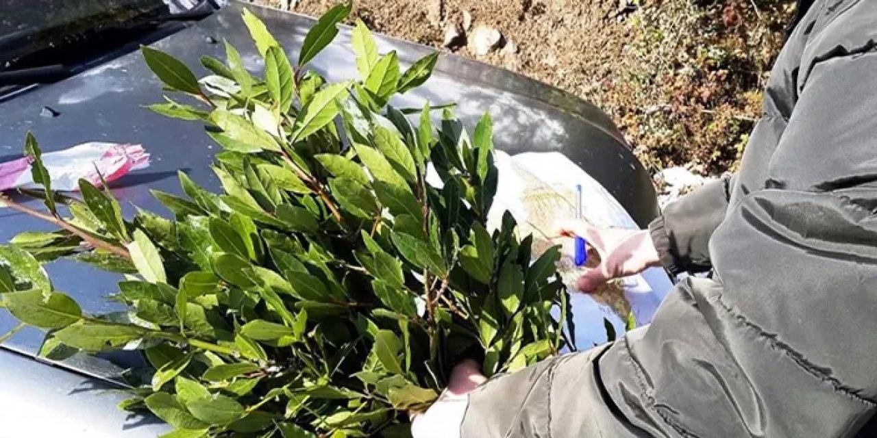 Samsun’un ormanları kazandırıyor: Defne yaprağından 16,5 milyon TL gelir
