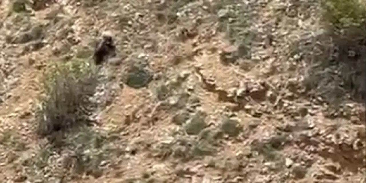 Gümüşhane’de annesini kaybeden yavru ayı çığlıkları ile annesini aradı