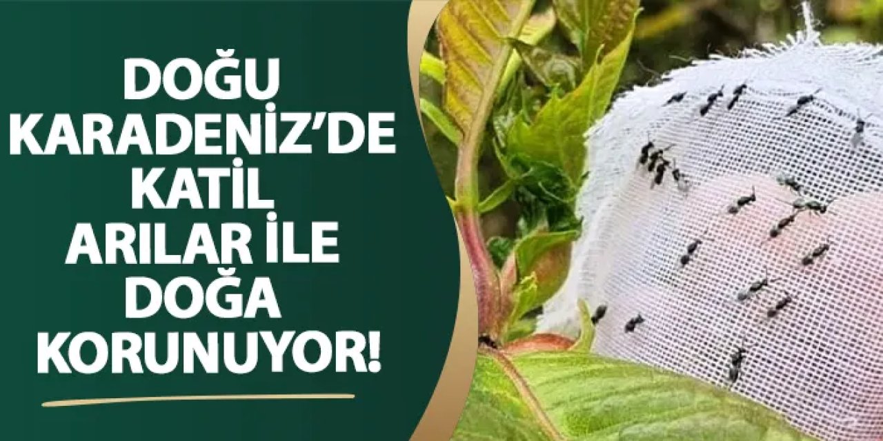 Doğu Karadeniz’de katil arılar ile doğa korunuyor!