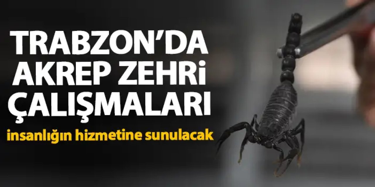 Trabzon'da akrep zehri çalışmaları!