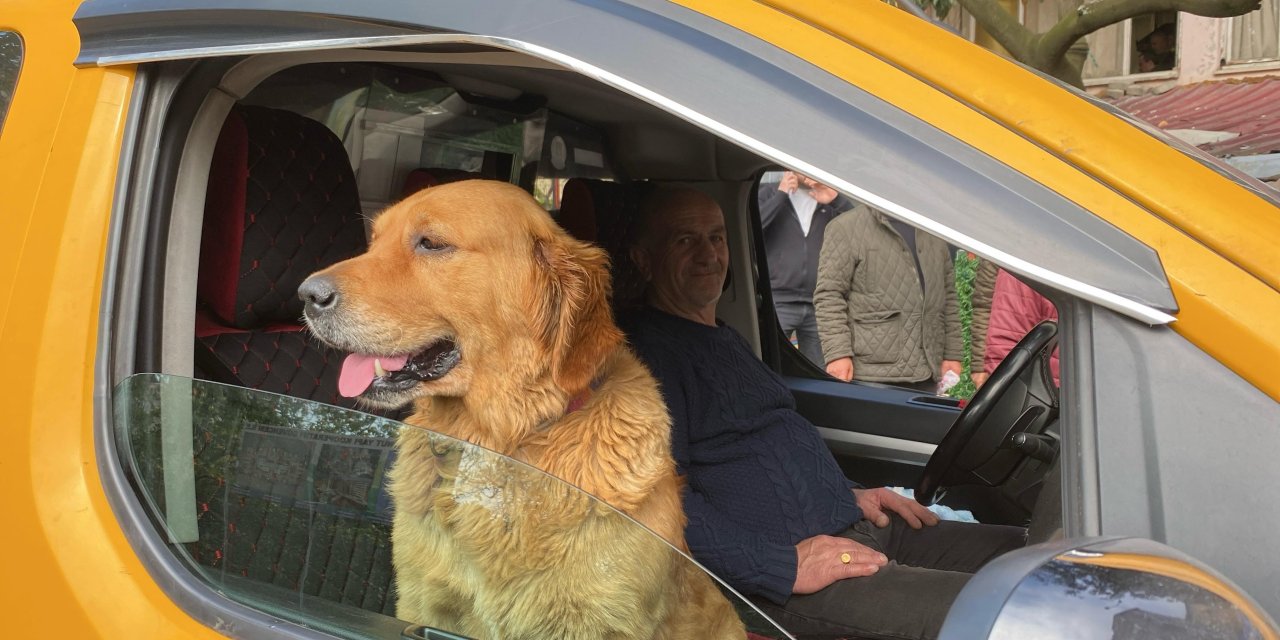 Artvin’de Taksi ve Köpeği Tarçın Yolcuların Gönlünü Kazanıyor