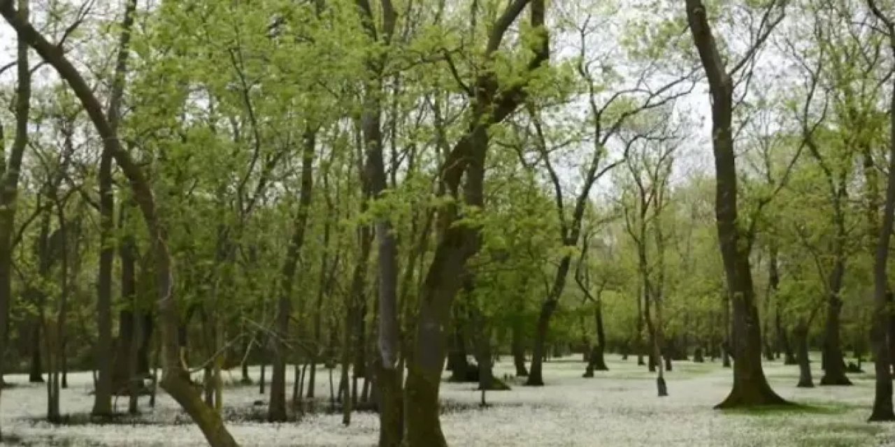 Samsun Kızılırmak Deltası doğal güzellikleri ile büyülüyor!