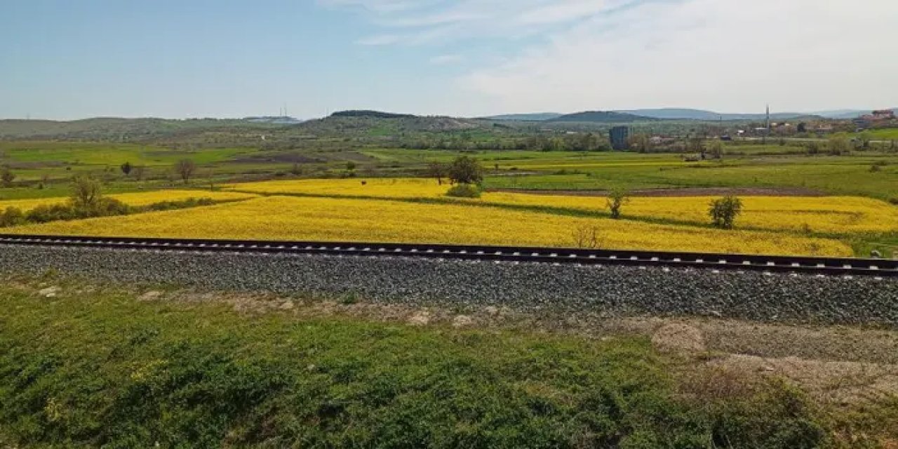 Samsun’da kanola güzelliği