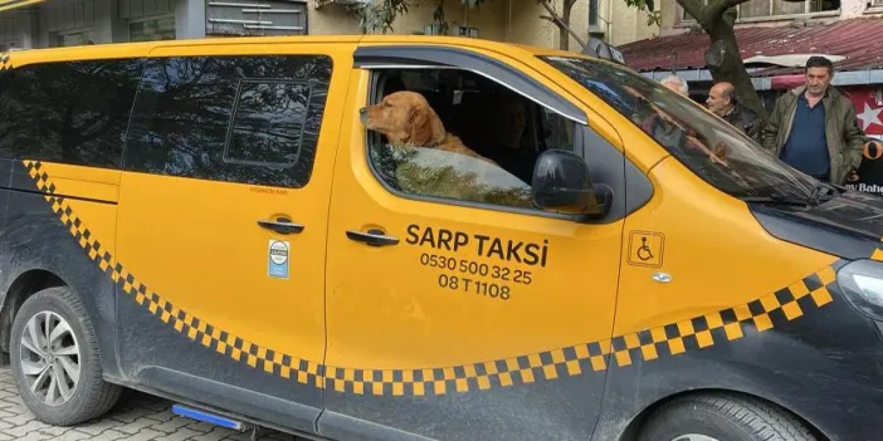 Artvin’de Taksici Reşat ve Köpeği Tarçın Yolculukların Vazgeçilmezi Oldu