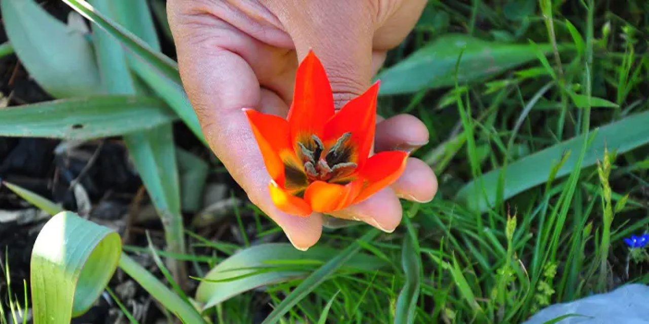 Bu güzelliğe dokunmanın bedeli ağır! Manisa lalelerini koparmanın cezası 557 bin lira