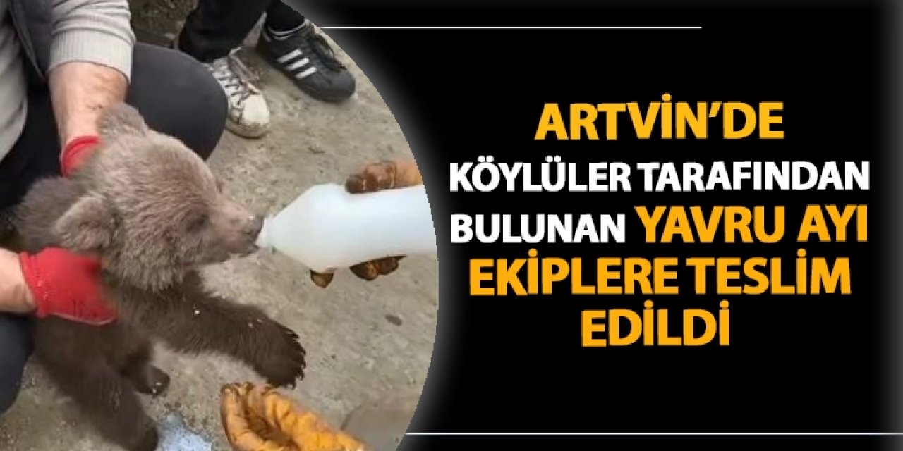 Artvin’de köylüler tarafından bulunan yavru ayı ekiplere teslim edildi