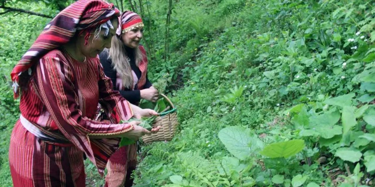 Giresun'da kadınlar dağ tepe bu otu topluyor! Turşusu, kavurması ve kızartması yapılıyor: Faydaları şaşırtıyor