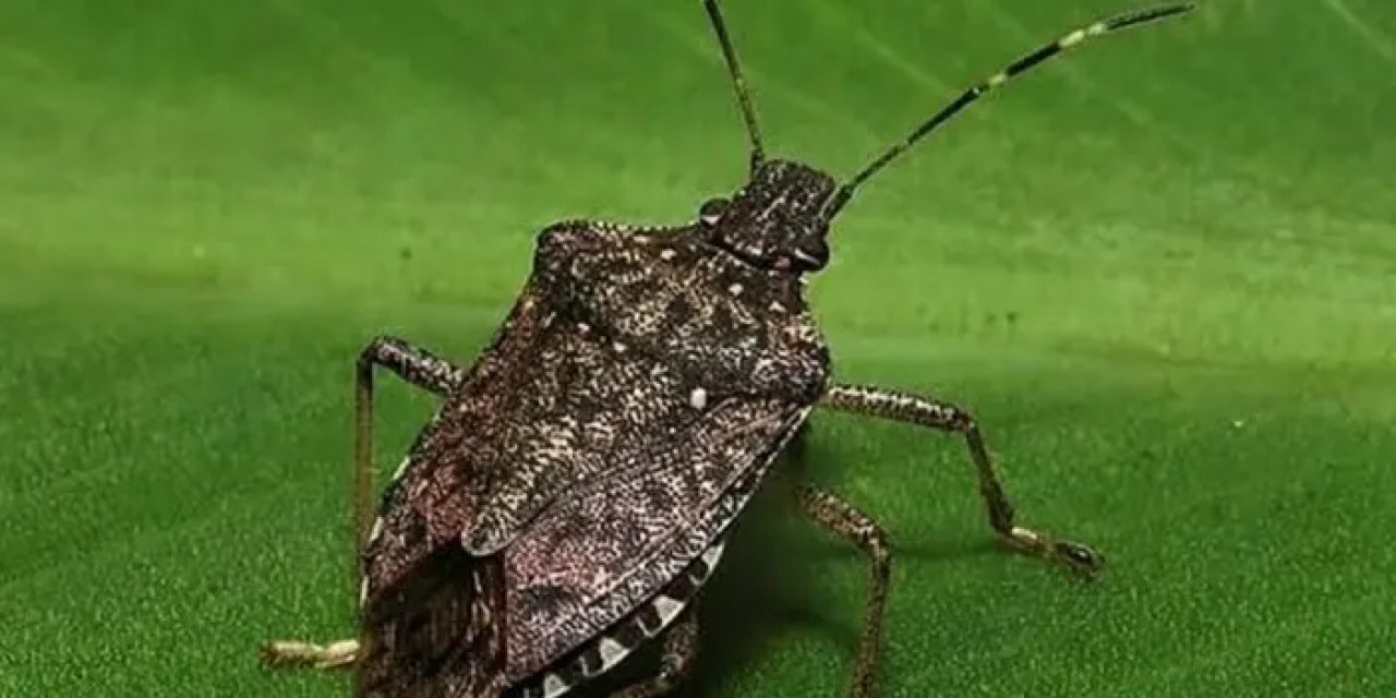 Fındıkta kahverengi kokarca alarmı: KFMİB’den biyolojik ve kimyasal mücadele hamlesi